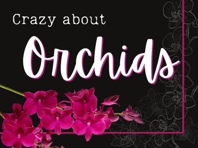 Crazy About Orchids