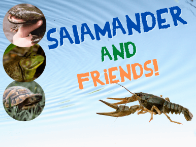 Salamander & Friends